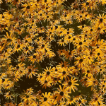 Yellow flower tile 2015082824
