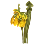 Yellow side saddle flower