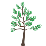 Young cedar tree illustration