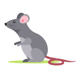 A cute mouse