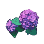 Hydrangea plant