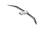 albatrosr