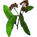 Vector drawing of allspice fruit