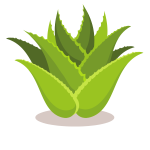 Aloe vera green leaves