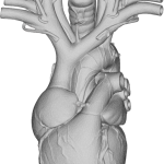 Anatomical Heart 3D