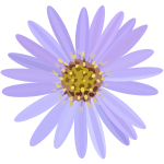 Aster-1574064050
