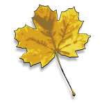 Photorealistic yellow maple leaf vector image