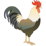 Male chicken