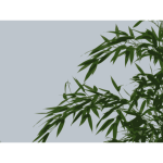 bamboo 02