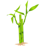 Closeup of bamboo stalk vector illustration