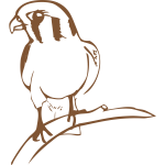 Falcon drawing