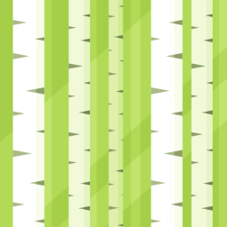 Birch trees