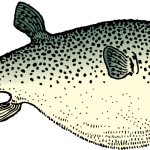 Blowfish image