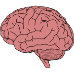 brain in profile2