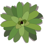 Bromelia plant clip art