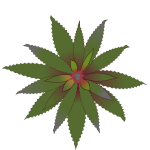 Green flower Bromelia