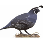 California quail sanding on a nest vector clip art