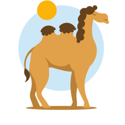 A camel in the desert