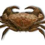 Crab-1643925970