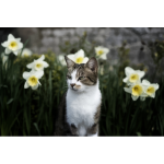 cat and daffodils