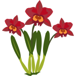 Cattleya flower color illustration