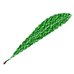 Green leaf, textured
