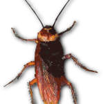 Cockroach vector image
