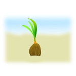 coconut seed