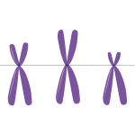 cromossomo metacentrico submetacentrico acrocentrico