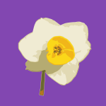 daffodil 03
