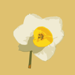 Single daffodil vector image