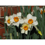daffodils 02