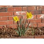 daffodils 04