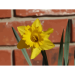daffodils 06