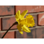 daffodils 08