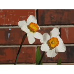 daffodils 09
