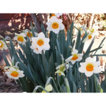 daffodils 10