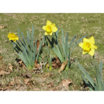 daffodils 11