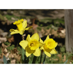 daffodils 14