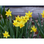 daffodils 15