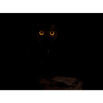 dark owl