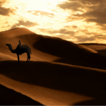 Desert Dunes with A Camel