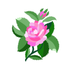 Design for damask rose