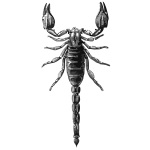 Scorpion grayscale vector drawing