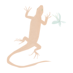 Gecko reptile silhouette