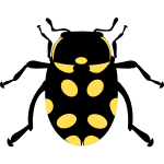 Eriopis canrash bug