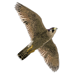 faucon pelerin falcon peregrine