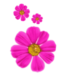 Pink flowers-1628545354