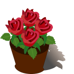 Red roses in a pot