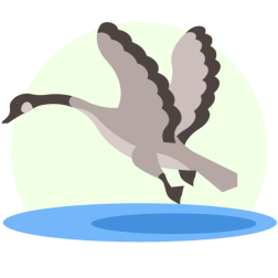 Canada Goose in Flight